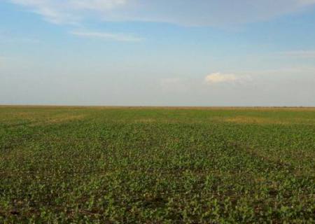 Prazo para agricultor registrar área plantada com soja termina neste fim de semana