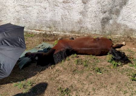 Homem de 42 anos é autuado por maus tratos ao abandonar cavalo debilitado