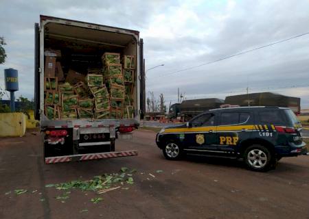 PRF encontra maços de cigarros contrabandeados escondidos atrás de caixas de repolho em São Gabriel do Oeste