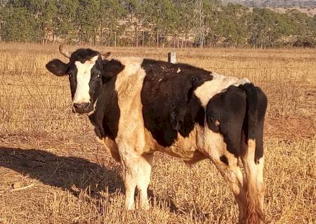 Vídeo: Polícia Ambiental autua segundo arrendatário por deixar gado sem alimento causando mortes de animais