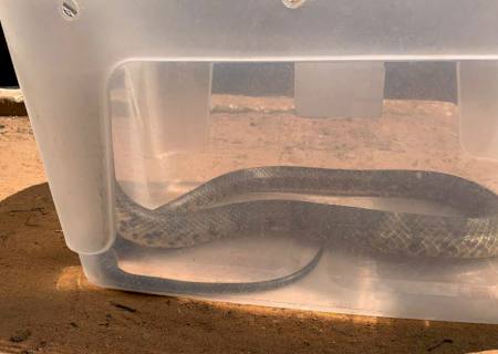 Vídeo: Polícia Ambiental de Batayporã captura serpente em residência na cidade Taquarussu