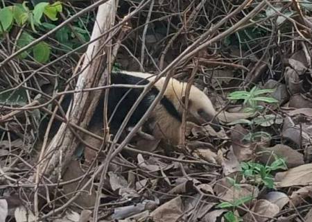 Polícia Ambiental captura tamanduá em quintal de residência em Anaurilândia