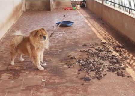 Comerciante é multada por se mudar e deixar cachorro sem água e comida por meses em MS