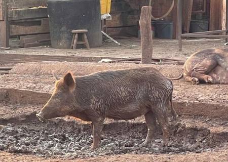 Polícia Militar Ambiental de Dourados autua infrator por criação ilegal de javalis