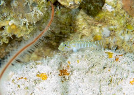 Cientistas descobrem 4 novas espécies de peixes em Fernando de Noronha