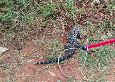 Vídeo: Polícia Ambiental de Batayporã captura lagarto teiú dentro de residência