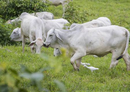 EUA debatem lei que pode barrar carne e couro do Brasil