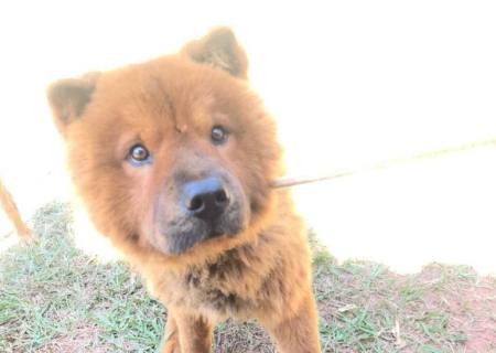 Moradora de Nova Andradina é autuada por maus tratos a cachorro