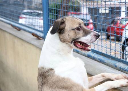 Cães e gatos podem ter vírus da covid-19, mas não transmitem a doença