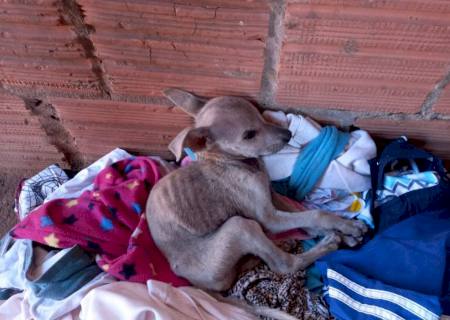 Mulher é multada em R$ 4 mil por maus tratos ao se mudar e deixar cinco cachorros e galinhas sem alimento e água