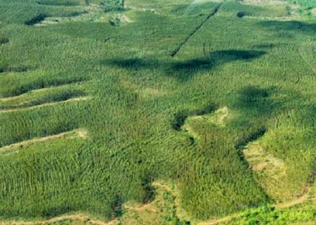 Aplicativo agiliza trabalhos da fiscalização ambiental do Imasul