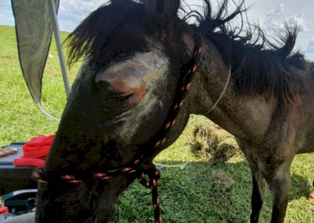 Arrendatário é autuado por deixar égua morrer de fome e sede em Campo Grande