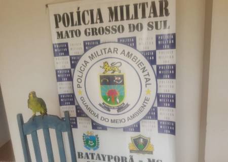 Polícia Ambiental autua traficante em R$ 5 mil por criar papagaio ilegalmente em Casa Verde