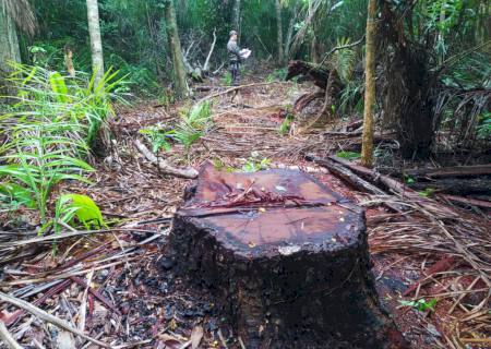 Proprietária rural é multada em R$ 15 mil por degradação e exploração de madeira em MS