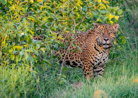 Onça Jatobazinho deixa o Pantanal e vai à Argentina ajudar espécie