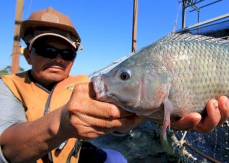 Semagro estimula implantação de frigorífico para processamento de peixe em Inocência