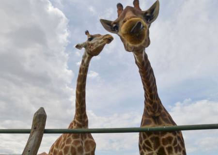 PF recolhe 15 girafas em resort e prende duas pessoas