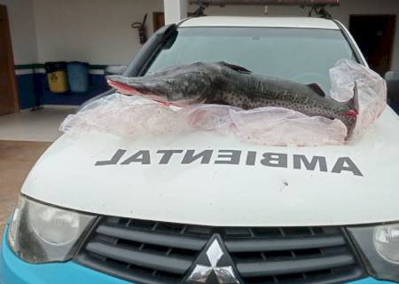 PMA de Três Lagoas autua engenheiro paulista em R$ 1,1 mil e apreende exemplar de pintado de 20 kg