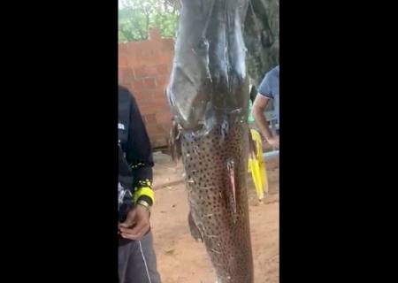 Polícia Ambiental autua infrator por exibição em redes sociais de peixe capturado ilegalmente