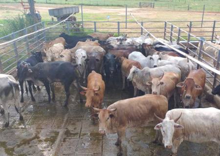 Com incentivo do Governo de MS, produção de carne orgânica e sustentável é realidade no Pantanal