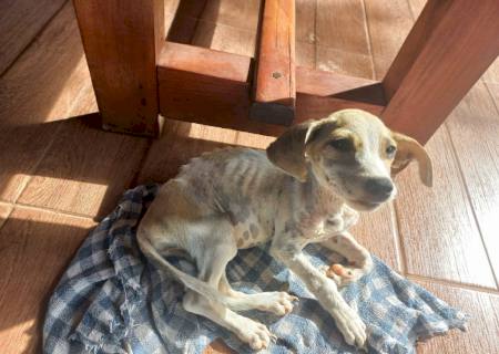 Polícia Ambiental autua homem por maus tratos ao viajar e deixar cachorro doente sem atendimento