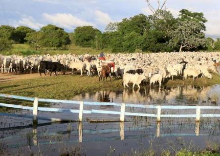 Abate de animais orgânicos e sustentáveis do Pantanal de MS triplicou em 2021