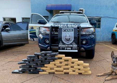 Com apoio de cão farejador, Polícia Militar apreende crack e cocaína em Brasilândia