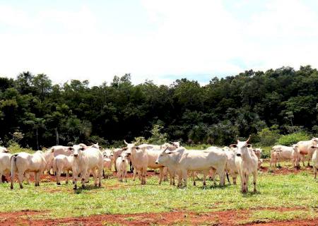 Etapas de vacinação contra aftosa são invertidas em Mato Grosso do Sul