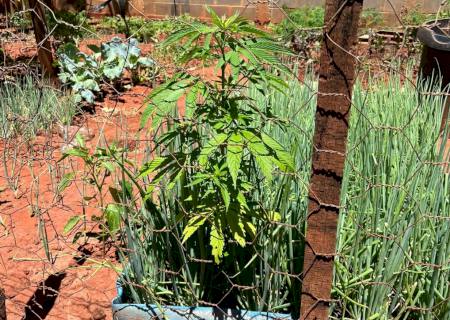 Polícia Militar de Amandina descobre planta de maconha em residência