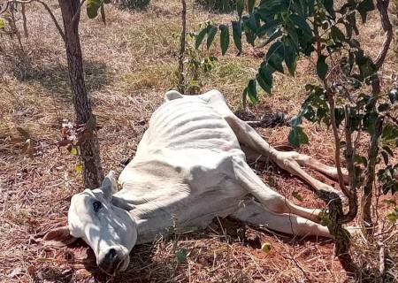 Polícia Ambiental autua fazendeiro por maus tratos em Ribas do Rio Pardo