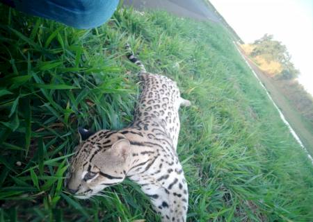 Onça-pintada atravessa rodovia e é atingida por carro entre Nova Andradina e Batayporã