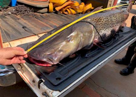 Ministério do Meio Ambiente inclui pintado em lista de peixes ameaçados de extinção