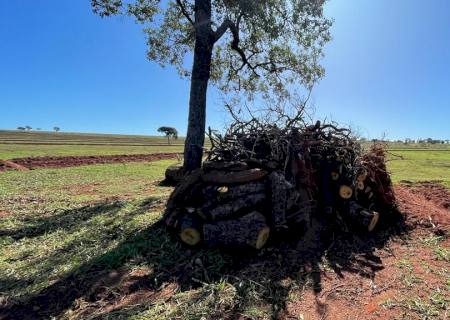 Sitiante é multado em R$ 3 mil por derrubada de árvores nativas em Casa Verde