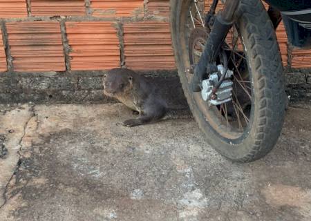 Polícia Ambiental captura e faz soltura de uma lontra encontrada pelas ruas de Taquarussu