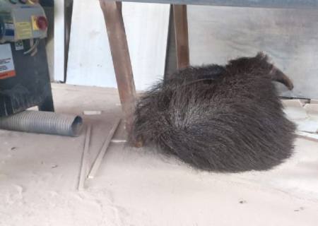 Polícia Ambiental captura tamanduá-bandeira em marcenaria no centro de Batayporã