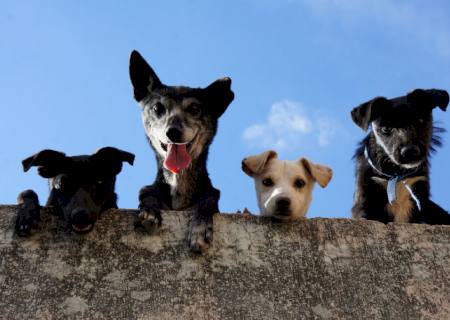 Pets: cães e gatos podem sofrer de doença semelhante ao Alzheimer