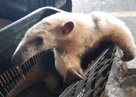 Polícia Ambiental de Batayporã captura tamanduá ferido às margens da MS-480