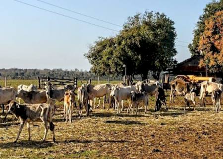 Em Anaurilândia, gado morre de fome e fazendeira é multa em R$ 8 mil