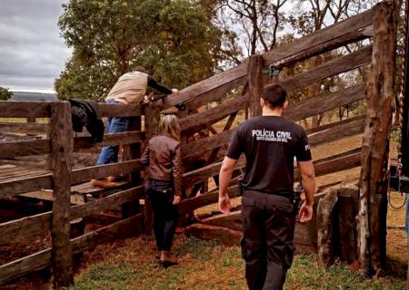 SIG recupera 19 cabeças de gado na zona rural de Bataguassu