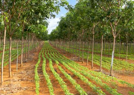 MS apoia por meio de programas de incentivo a busca por uma agropecuária cada vez mais sustentável