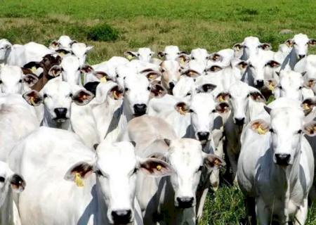 Pecuaristas do Pantanal investem na criação do boi orgânico