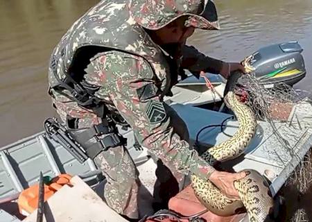 Polícia Ambiental salva sucuri presa em rede de pesca durante fiscalização no rio Aquidauana