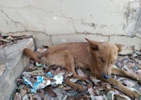 Mulher é multada em R$ 1,5 mil por abandono de cães em uma casa abandonada em Nova Andradina