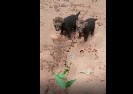 Filhotes de cachorro-vinagre são filmados em floresta de Mato Grosso do Sul