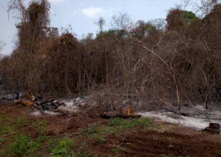 Polícia Ambiental autua arrendatário em R$ 486 mil por incêndio em leiras em Bandeirantes