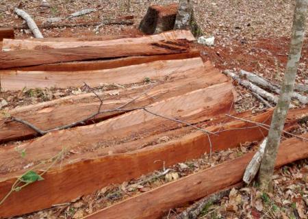 Polícia Ambiental de Coxim autua comerciante por exploração de madeira em área protegida