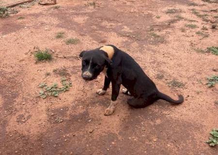 Nova-andradinense é multado em R$ 1 mil por maus tratos a cachorro