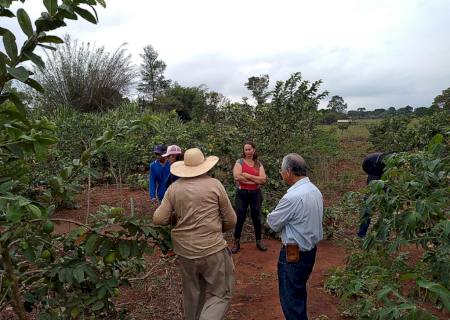 Agraer de Ivinhema promove Tarde de Campo sobre a cultura da goiaba