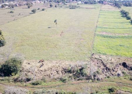 Sitiante é multado por manter gado destruindo área protegida perto de córrego em Novo Horizonte do Sul