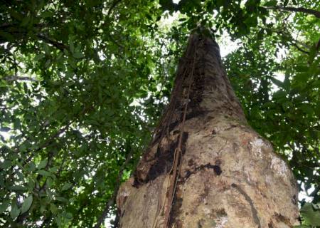 Pesquisadores descobrem espécie de árvore gigante na Mata Atlântica